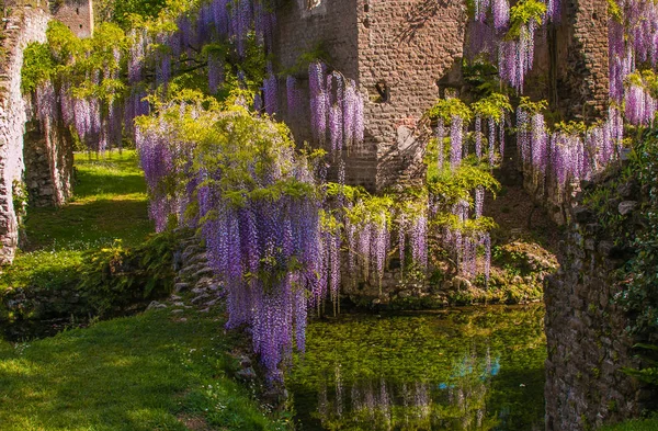 Blauweregen op ruïnes van Ninfa stad in Lazio — Stockfoto