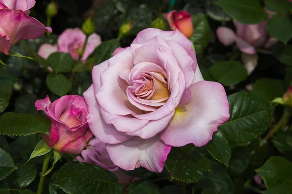 Rosa púrpura o violeta — Foto de Stock