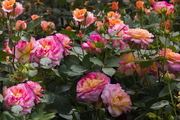 Fondo natural con rosas — Foto de Stock