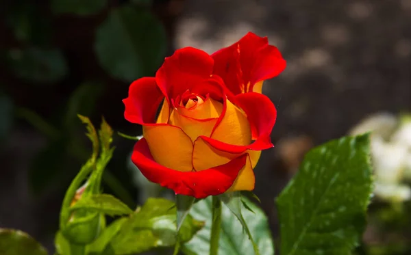 Macro de rosa bicolor encantada rojo y amarillo — Foto de Stock