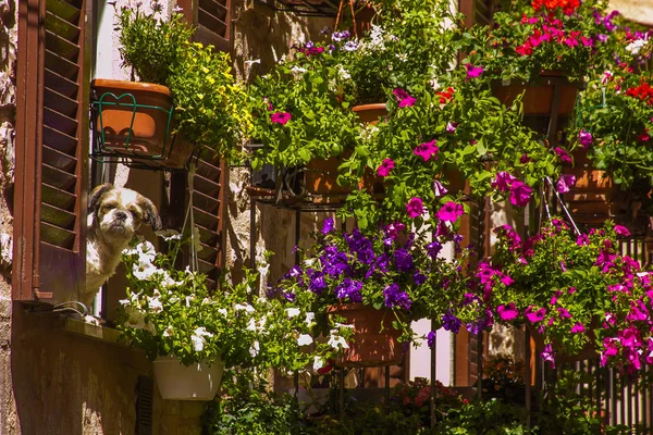 Varanda romântica com flores e cachorro bonito na janela na aldeia medieval de Spello — Fotografia de Stock