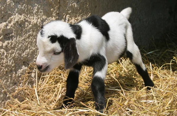 Pasgeboren dwerg geit op het hooi — Stockfoto
