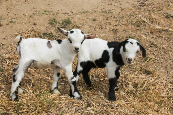 Zwillinge von Baby-Zwergziege — Stockfoto