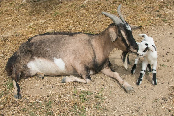 Moeder Tibetaanse geit kussen van haar zoon — Stockfoto