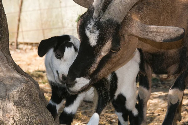 Gestures of affection from mom goat and his son — Stock Photo, Image