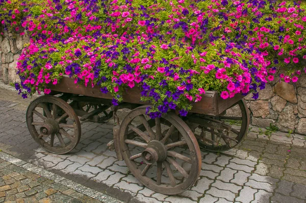 Carrinho rústico com flores petúnias no centro de Livigno, Lombardia — Fotografia de Stock