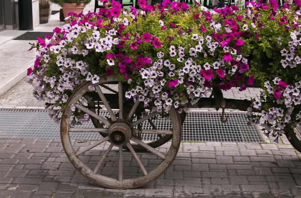 Vagão com belas flores petúnias — Fotografia de Stock