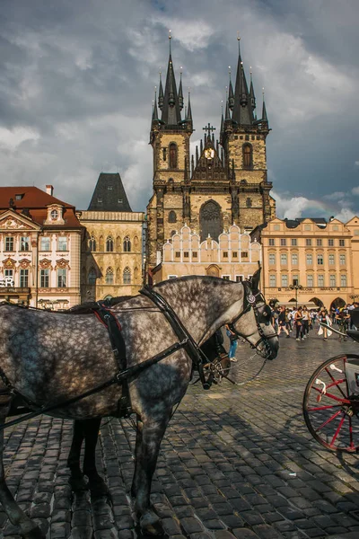 PRAGUE, CZECH REPUBLIC - AUGUST 16, 2017: Portrait of grey horse with carriage for tourists in the Staromestske Namesti square of Prague — Stock Photo, Image