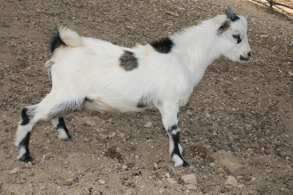 Profil der tibetischen Ziege — Stockfoto