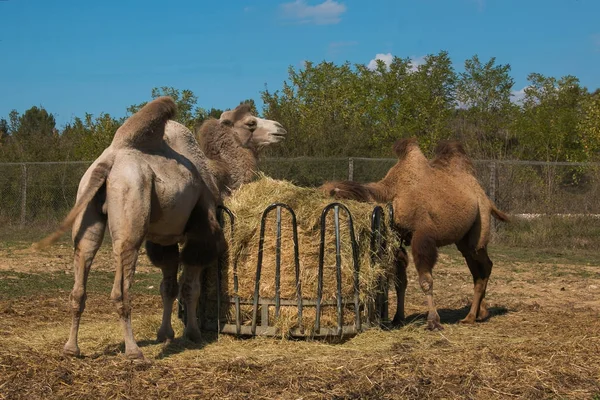 Großes Dromedar frisst Heu — Stockfoto