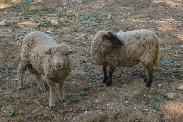 Две овцы на ферме — стоковое фото