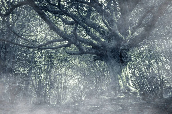 Floresta escura de outono com nevoeiro — Fotografia de Stock