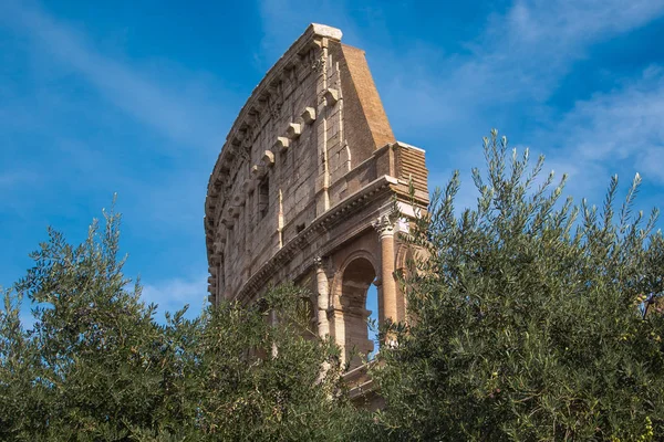 Κολοσσαίο για τα ελαιόδενδρα στο κέντρο της Ρώμης — Φωτογραφία Αρχείου