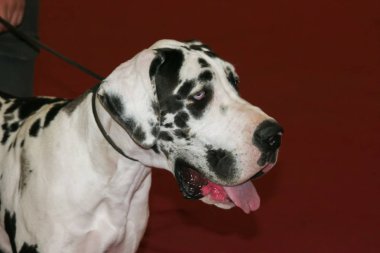 Stüdyo portre harlequin Danua mavi gözlü 