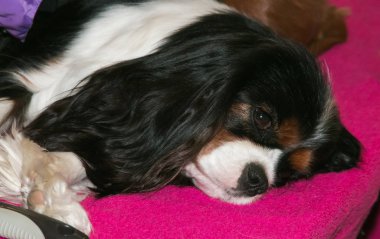 şirin cavalier king charles spaniel köpek