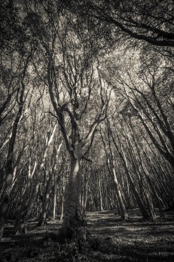 Sonbahar sezonu siyah ağaç dalları