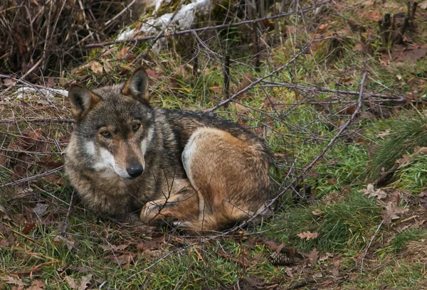 Portret Van Mooie Grijze Wolf Zitten Het Hout Abruzzo Italy — Stockfoto
