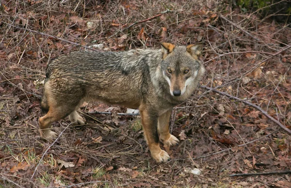 Prachtige Wild Grijze Wolf Wandelen Bergen — Stockfoto
