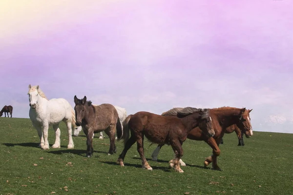 Savedownload Previewidyllische Landschaft Mit Grasenden Pferden Und Eseln Bei Sonnenuntergang — Stockfoto