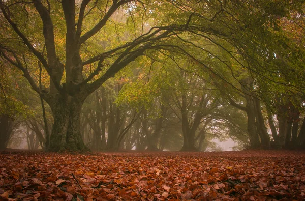 美しいブナの木を通して カニファートのイタリアの公園で散歩 イタリア マルケ州の秋の魅惑的な森 — ストック写真