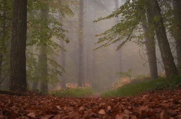 Path Dark Forest Night Fog — Stock Photo, Image