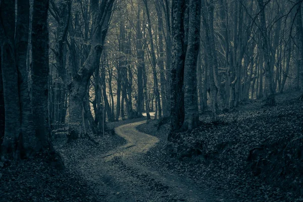 Ein Pfad Zwischen Bäumen Der Einen Dunklen Und Nebligen Wald — Stockfoto