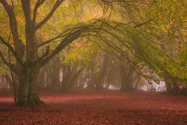 Bosque Mágico Las Marcas Donde Reina Naturaleza Suprema Con Hayas —  Fotos de Stock