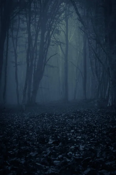 Gotische Und Dunkle Wälder Mit Nebel Der Nacht — Stockfoto