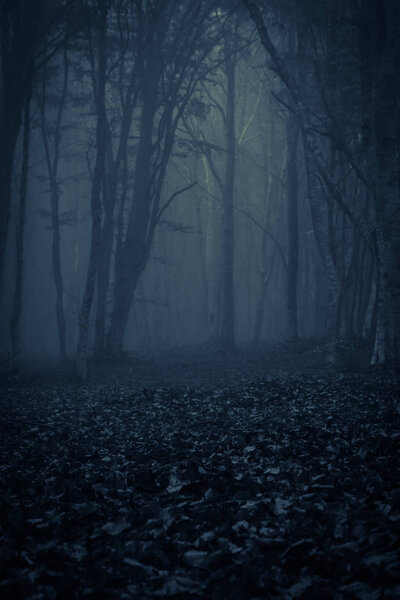 Gothic and dark forest with fog at night