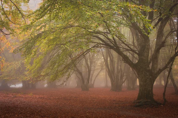 Canfaito Posto Meraviglioso Incantevole Che Davvero Notevole Suoi Splendidi Maestosi — Foto Stock