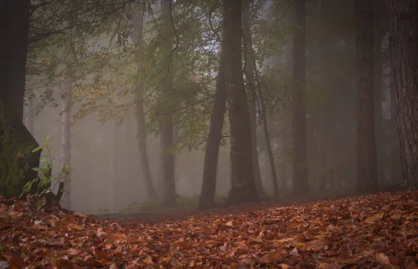 Magic forest with fog in the autumn season, Pian dell'Elmo (MC), Marche, Italy