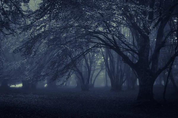 Belle Forêt Mystique Bleue Dans Brouillard Bleu Automne Contexte Naturel — Photo