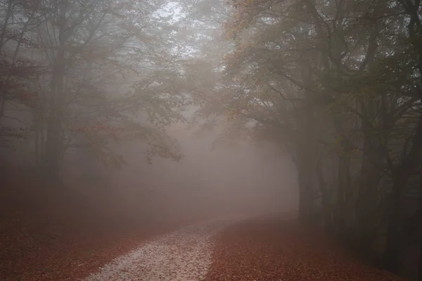 Estrada Montanha Que Passa Por Uma Neblina Escura Floresta Faia — Fotografia de Stock
