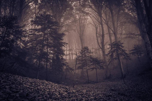 ウンブリア地方のモンテ クスコ公園の美しい紅葉 幽霊によって感染霧と暗い神秘的な森 — ストック写真