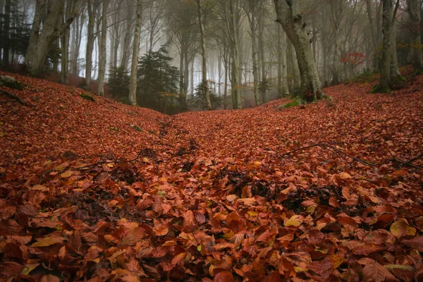 Bellissimo Fogliame Autunnale Nel Parco Del Monte Cucco Umbria Foresta — Foto Stock