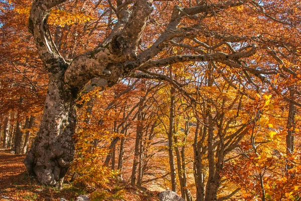 Cores Outonais Floresta Faia Monte Terminillo Lazio — Fotografia de Stock