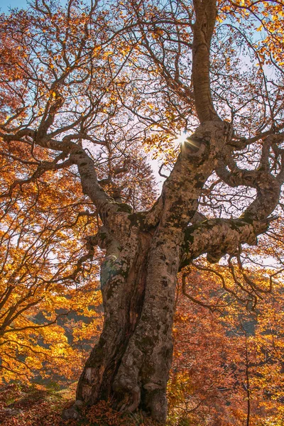 Majestoso Faia Árvore Outono Com Raios Sol — Fotografia de Stock