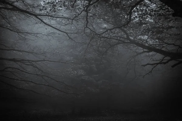 Dark Forest Mount Cucco Night Fog Umbria — ストック写真