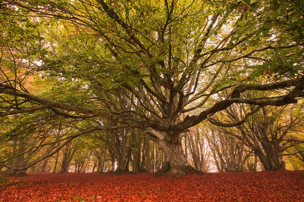 Árvore Monumental Canfaito Campo Faia Coração Itália — Fotografia de Stock