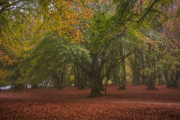 Autumn View Monte Canfaito San Vicino Marche Majestic Nature Reserve — Stock Photo, Image