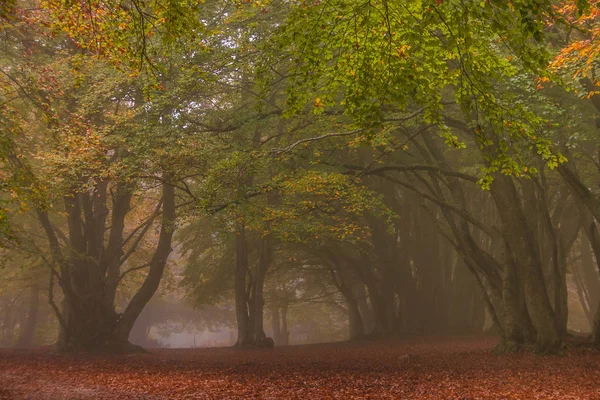 Bosque Encantado Canfaito Con Niebla Una Majestuosa Reserva Natural Para — Foto de Stock