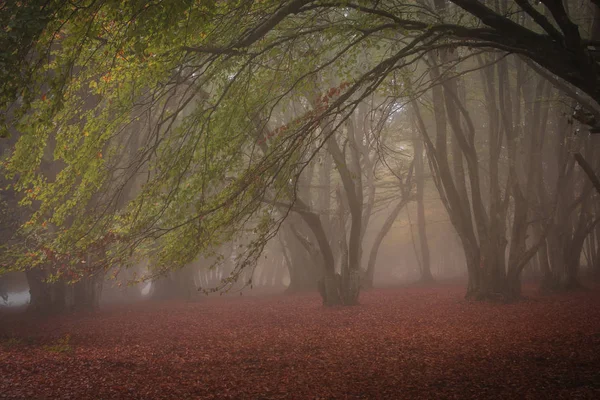 Pittoreska Landskap Höstlig Italiensk Skog Morgondimman Oktober Dag Canfaito Italien — Stockfoto