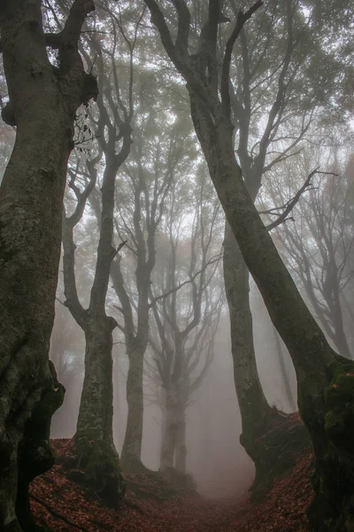 Wysokie Buki Rezerwacie Przyrody Canfaito Mgłą — Zdjęcie stockowe