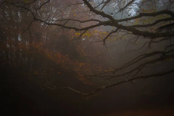 霧と夜の恐ろしい秋の森の景色 — ストック写真