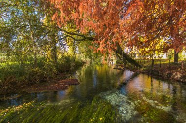 Umbria 'daki Clitunno nehrinin üzerindeki yaprakların büyüsü.