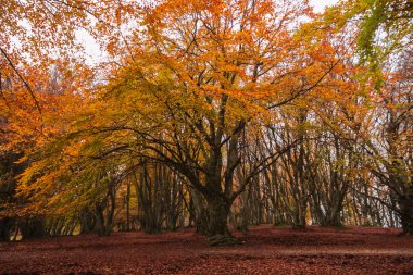 Sonbahar mevsiminde kırmızı yapraklı muazzam kayın ağacı