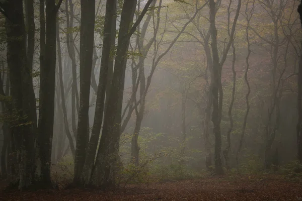 おとぎ話は霧の日に森を探して不気味な 恐怖の森の寒い霧の朝 — ストック写真