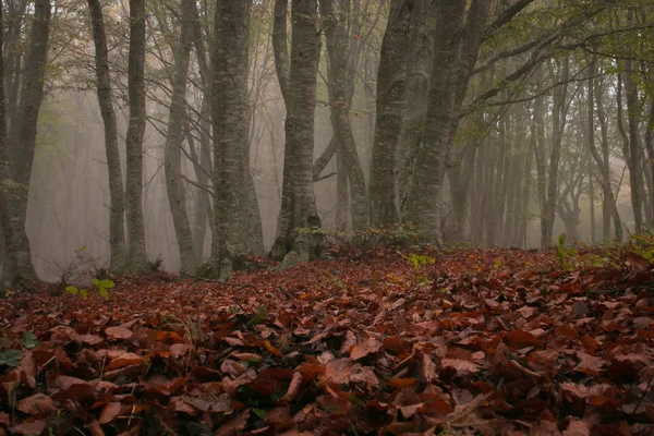 Carpet Red Leaves Autumn Forest Fog — ストック写真