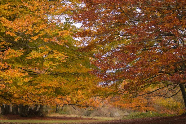 Maravilhoso Parque Com Faia Secular Monumental Árvores Com Folhas Coloridas — Fotografia de Stock