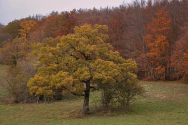 Marche bölgesinde renkli yapraklarla sonbahar ormanı manzarası